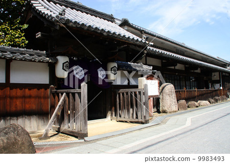 Camellia Honjin Camellia Honjin 9983493