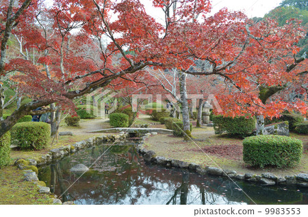 Autumn leaves 9983553