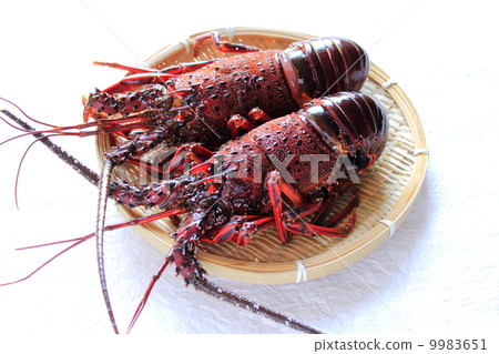 Shrimp lily Shrimp lily 9983651