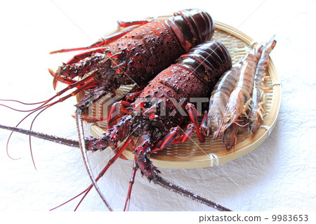 Shrimp with Ise shrimp Shrimp with Ise shrimp 9983653