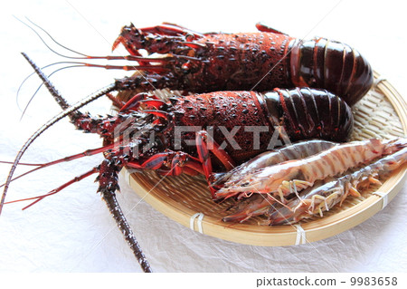 Shrimp with Ise shrimp 9983658