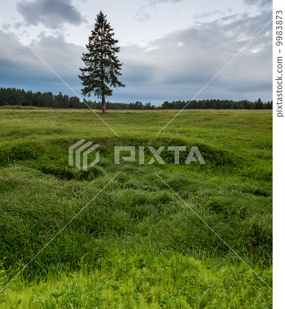 Lonely pine tree and green grass 9983873