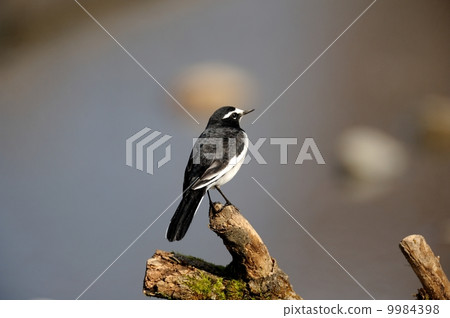 黑背w 黑背w 9984398