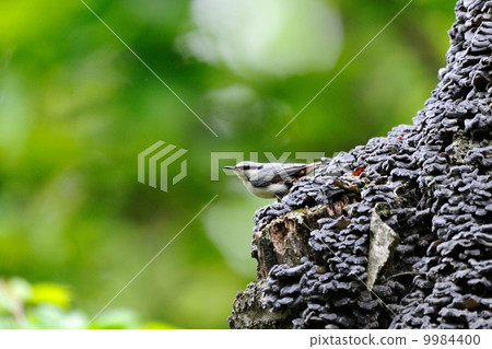 White-rooked goose-cut White-rooked goose-cut 9984400