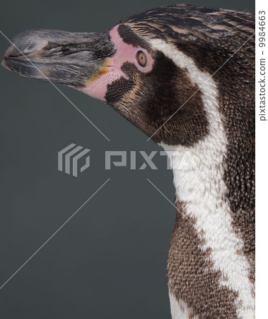 Humboldt Penguin 9984663