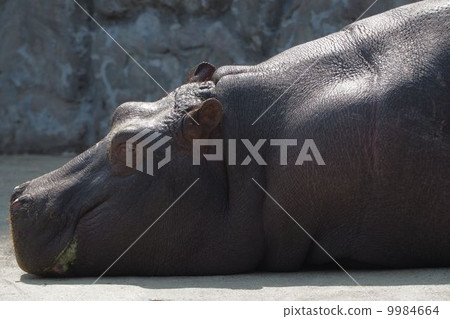 Hippopotamus 9984664