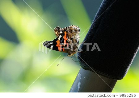 Acacathetha Acacathetha 9985286