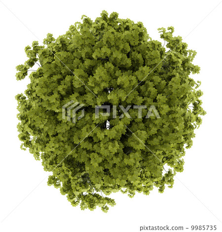 top view of norway maple tree isolated on white background 9985735