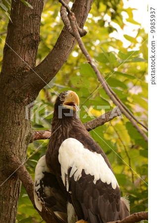 Steller's sea eagle 6 9985937