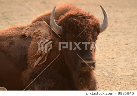 美洲野牛 9985940