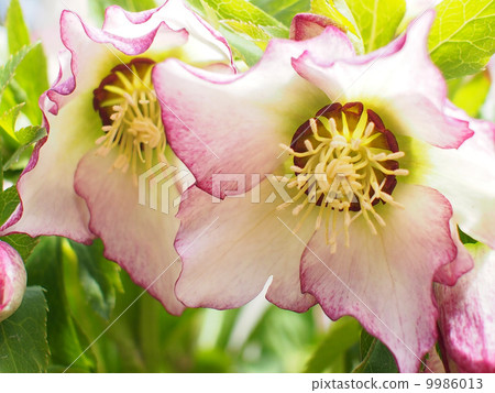 聖誕節玫瑰 聖誕節玫瑰 9986013