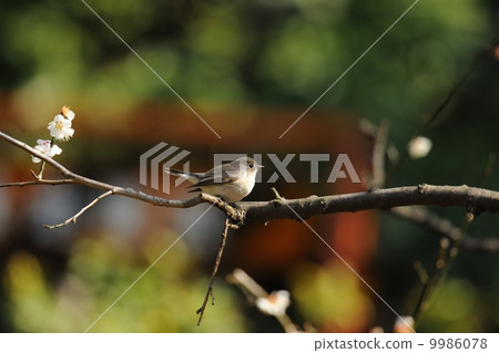 紅喉姬鶲 9986078