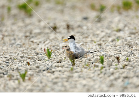 小燕鷗 小燕鷗 9986101