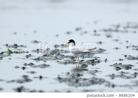 小燕鷗 小燕鷗 9986104