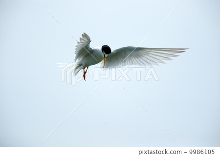 小燕鷗 小燕鷗 9986105