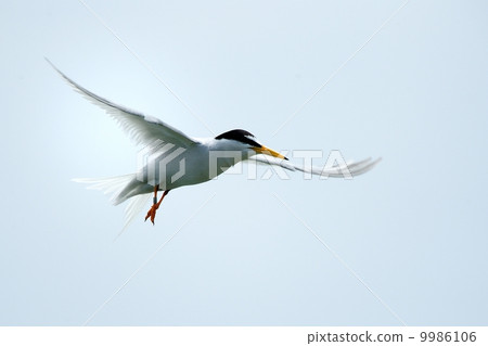 Little tern 9986106