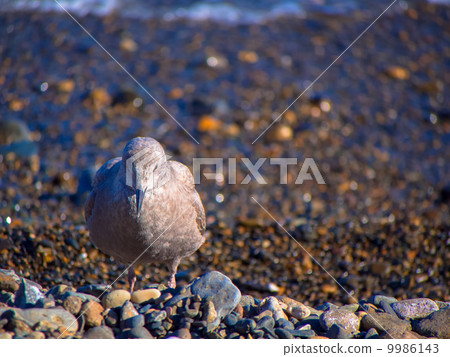 世嘉鷗在海岸上偎依 9986143