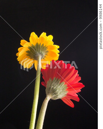 黃色和紅色非洲菊 9986144