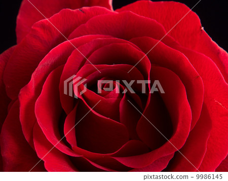 天鵝絨特寫鏡頭上升了 天鵝絨特寫鏡頭上升了 9986145