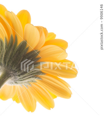 非洲菊的黃色花瓣 非洲菊的黃色花瓣 9986146