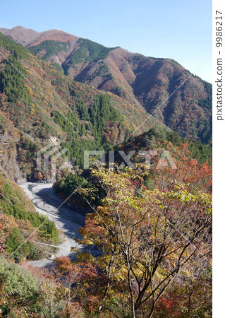 Shima-gori（靜岡縣） 9986217