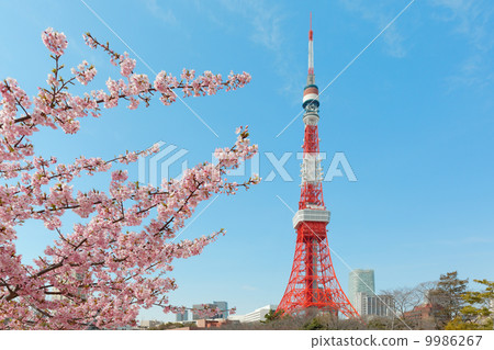 Cherry blossoms in full bloom of Shibakoen and Tokyo Tower 9986267