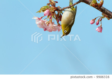 On the cherry tree which begins to bloom On the cherry tree which begins to bloom 9986316