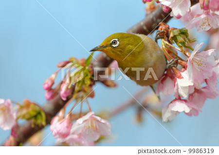 On the cherry tree which begins to bloom On the cherry tree which begins to bloom 9986319