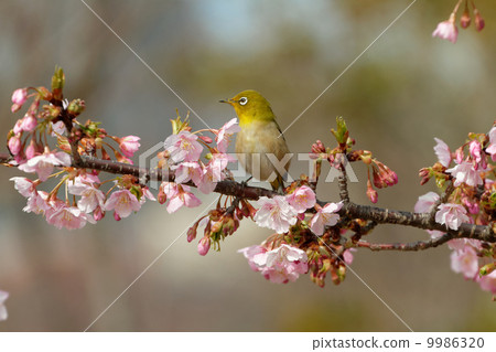 On the cherry tree which begins to bloom On the cherry tree which begins to bloom 9986320