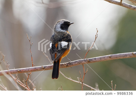 Winter migratory bird of Shibakoen Giubitaki Winter migratory bird of Shibakoen Giubitaki 9986336