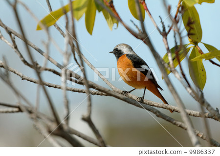 Winter migratory bird of Shibakoen Giubitaki 9986337