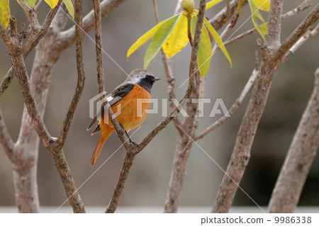 Shibakoen·Yobitaki的候鳥 9986338