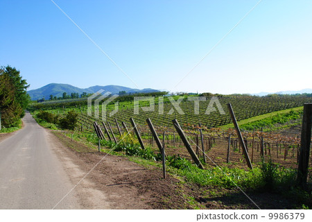 Yoichi no Vineyard Yoichi no Vineyard 9986379