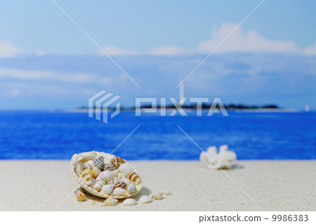 Shells on a sandy beach 9986383