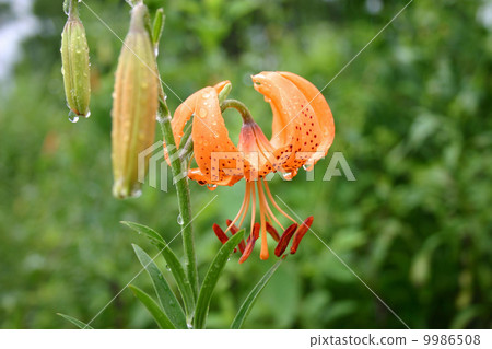 Car lily Car lily 9986508