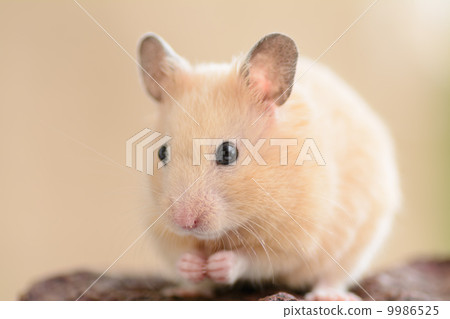 Kinka hamster 9986525