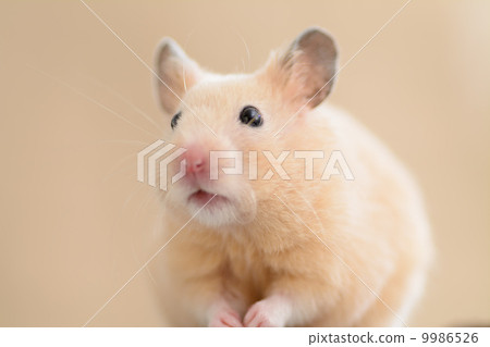 Kinka hamster Kinka hamster 9986526