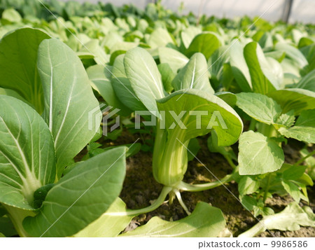 Bok-choy 9986586