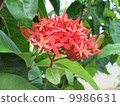 紅色isochla 9986631