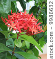 紅色isochla 9986632