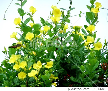 Golden cup and Colibri 9986680