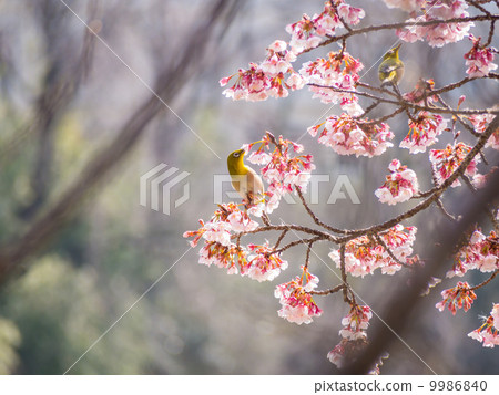 Cold cherry and mezzo (2 birds) Natural landscape picture material 9986840