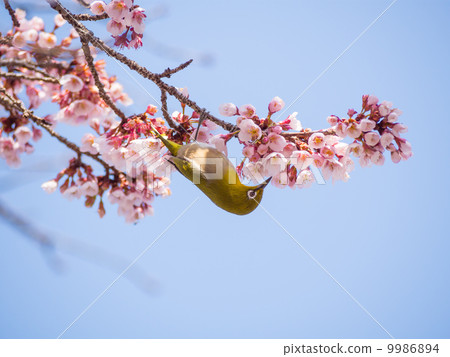 Cold cherry tree and mezzo natural picture material 9986894