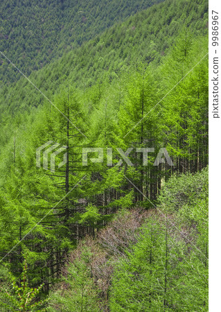 Fresh green of Karasumatsu in Shinshu Fresh green of Karasumatsu in Shinshu 9986967