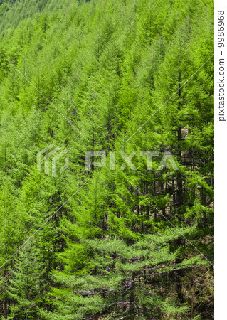 Fresh green of Karasumatsu in Shinshu Fresh green of Karasumatsu in Shinshu 9986968