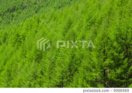 Fresh green of Karasumatsu in Shinshu 9986989