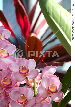 蘭花 蘭花 9987137