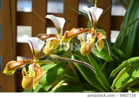 Foliage plant Foliage plant 9987138