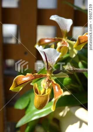 葉子植物 9987139