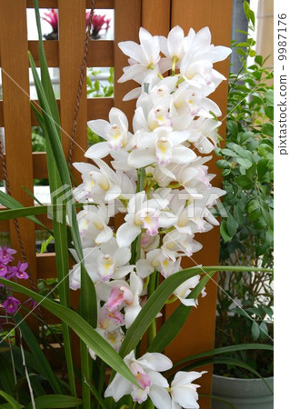 蘭花 蘭花 9987176